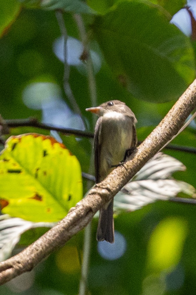 Eastern Wood-Pewee - ML621506401