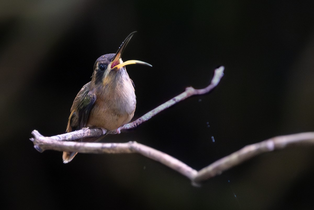 Stripe-throated Hermit - ML621506444