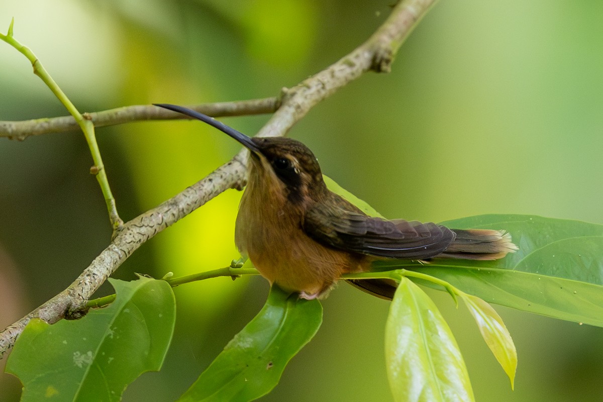 Stripe-throated Hermit - ML621506445