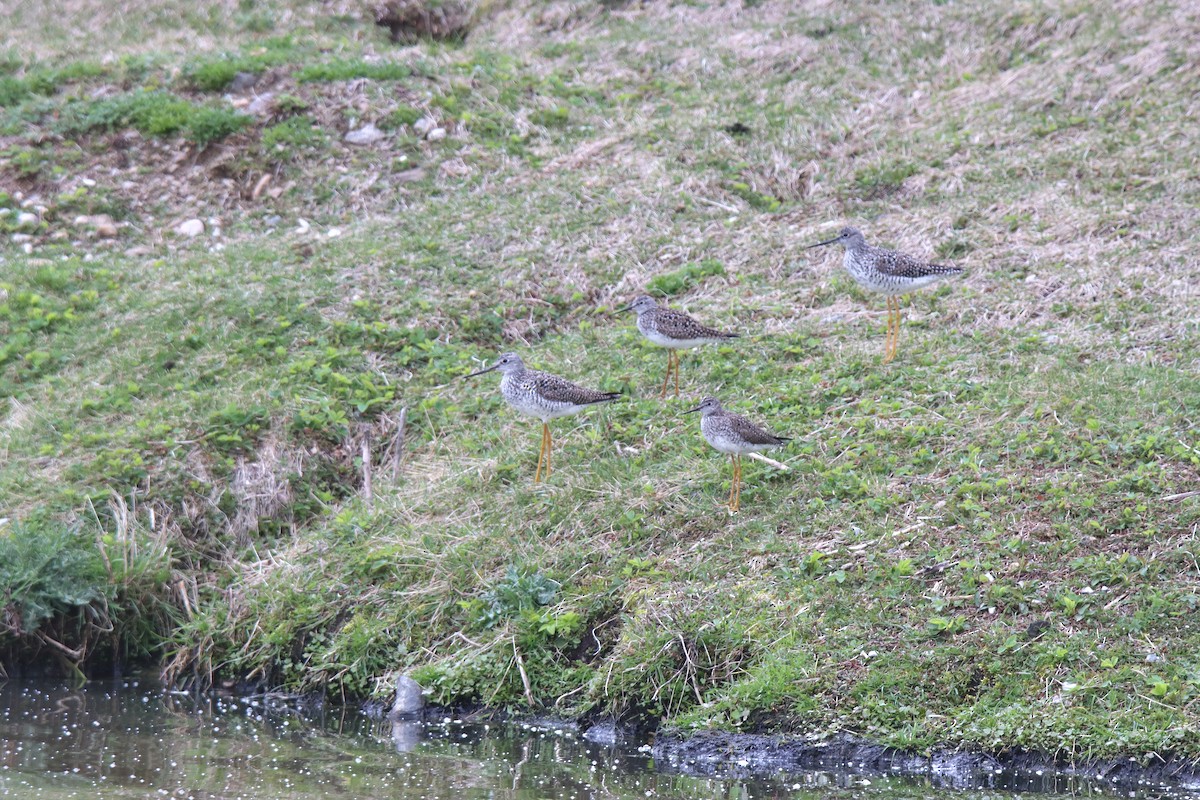 Lesser Yellowlegs - ML621506492
