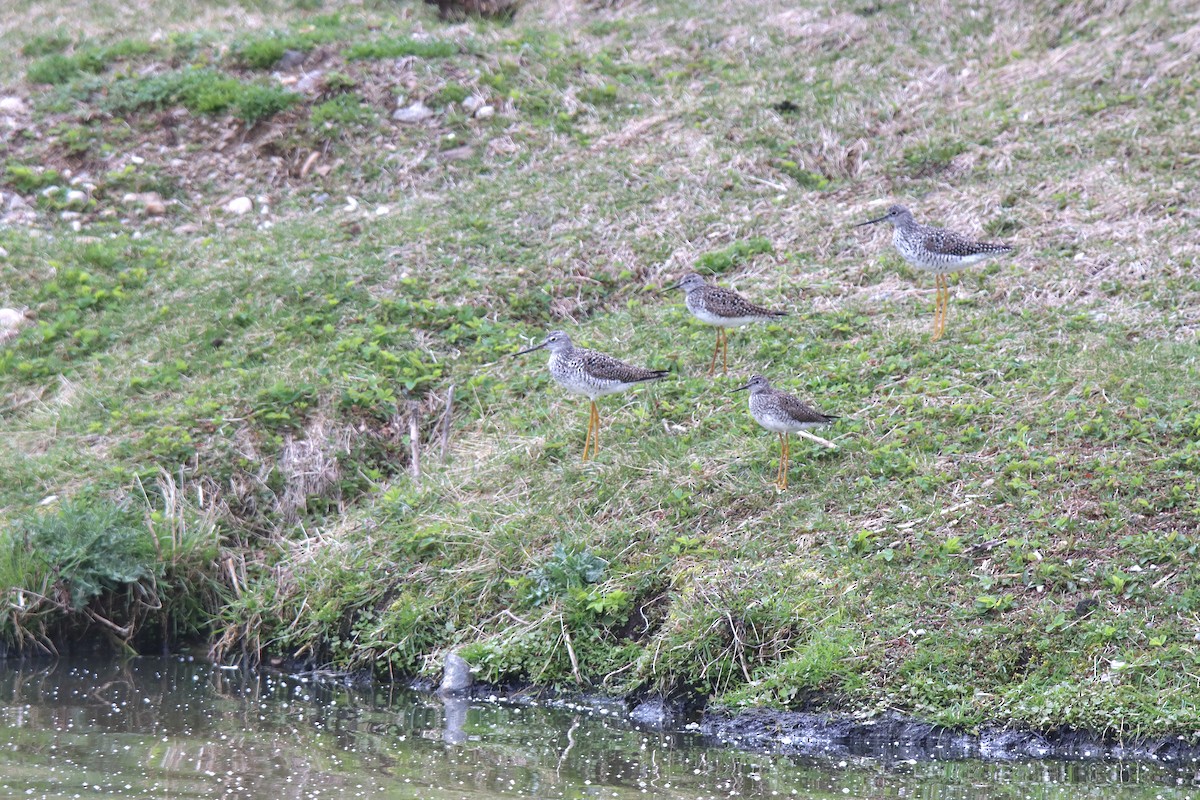 Lesser Yellowlegs - ML621506493