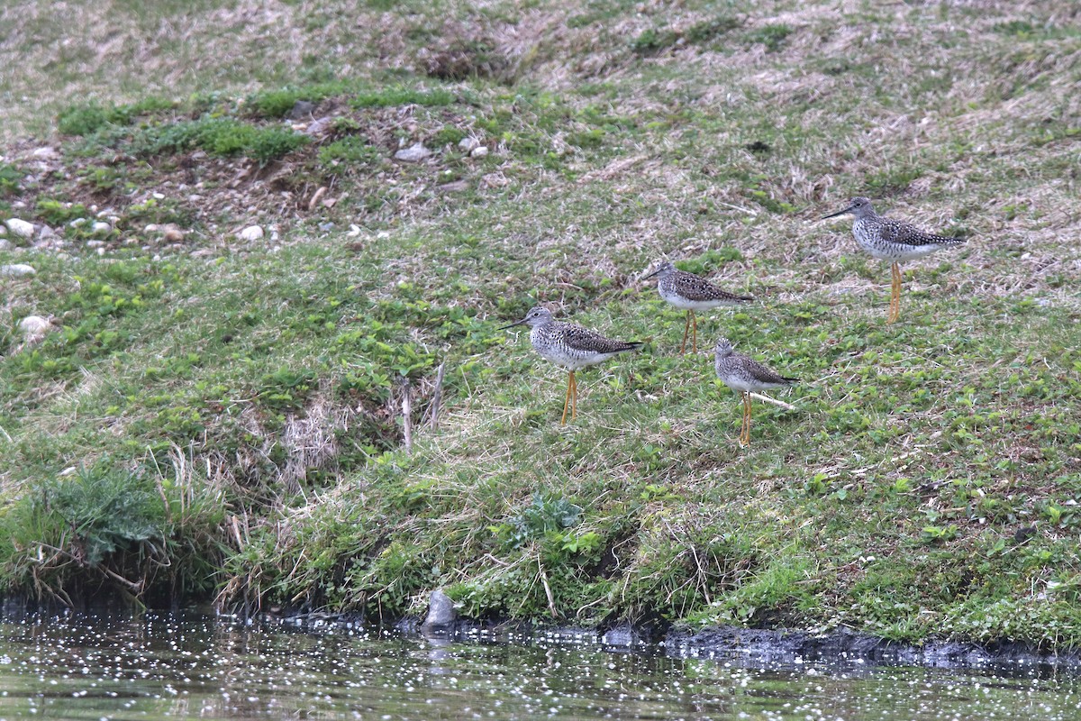 Lesser Yellowlegs - ML621506494