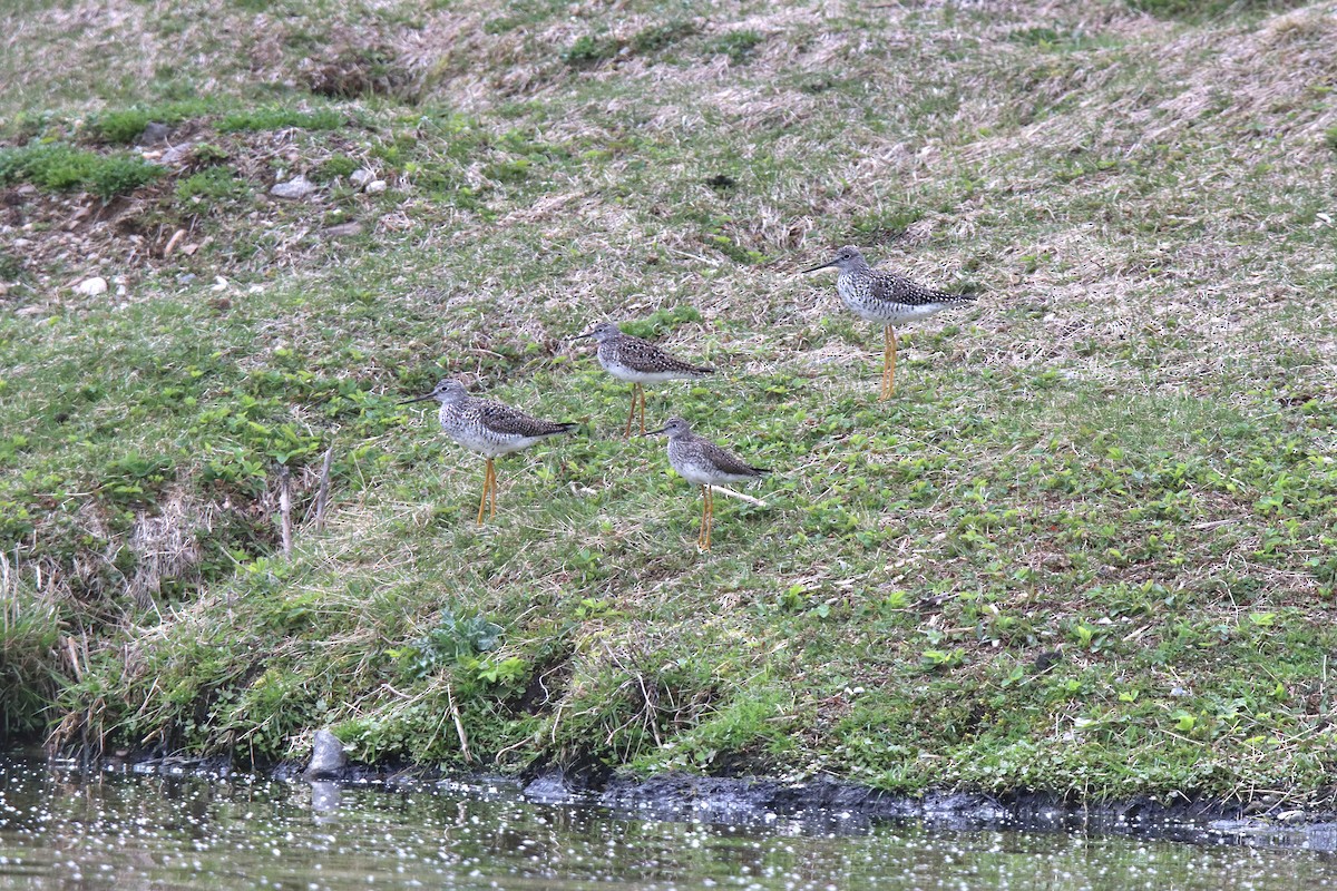 Lesser Yellowlegs - ML621506495