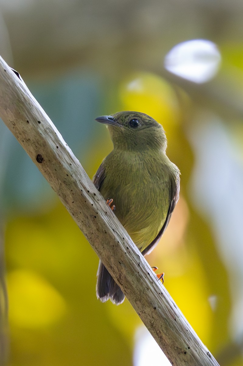 Golden-collared Manakin - ML621506595