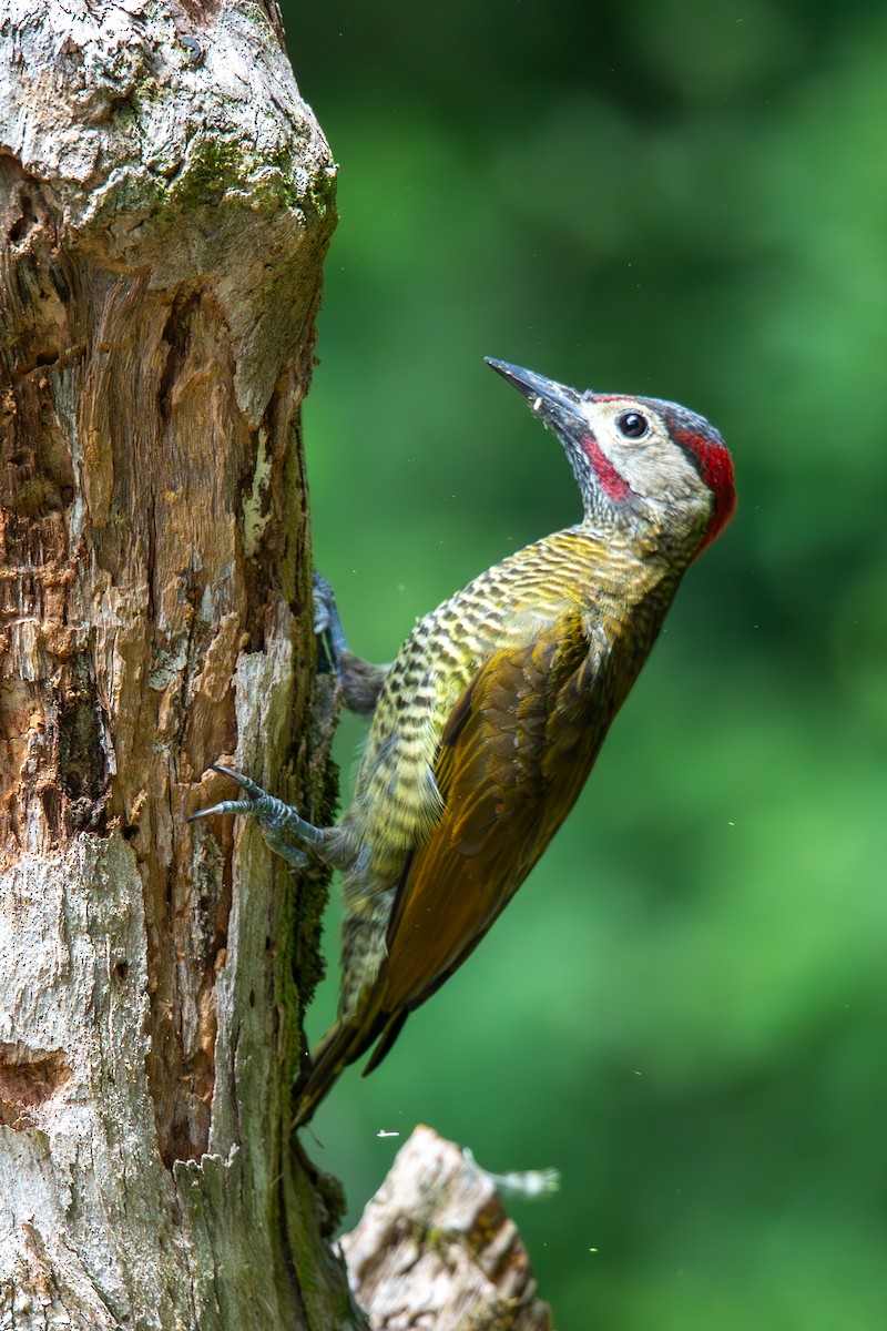 Golden-olive Woodpecker - ML621506646