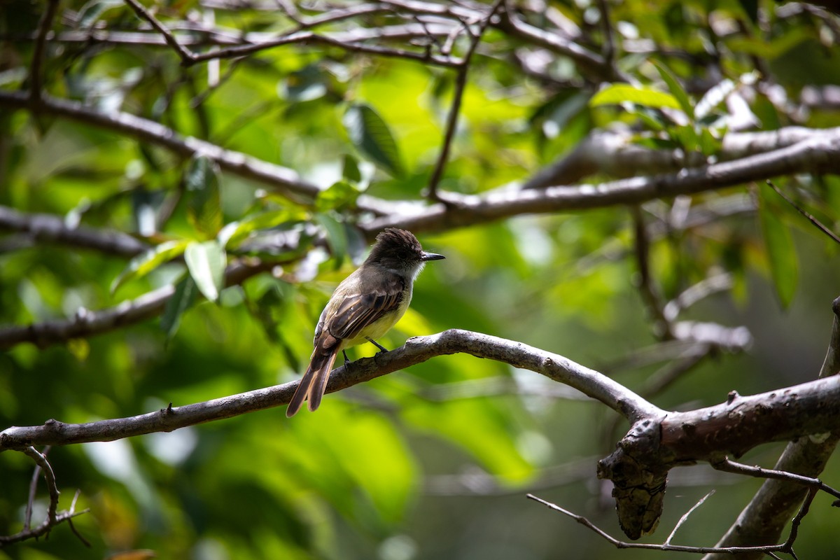 Dusky-capped Flycatcher - ML621506664