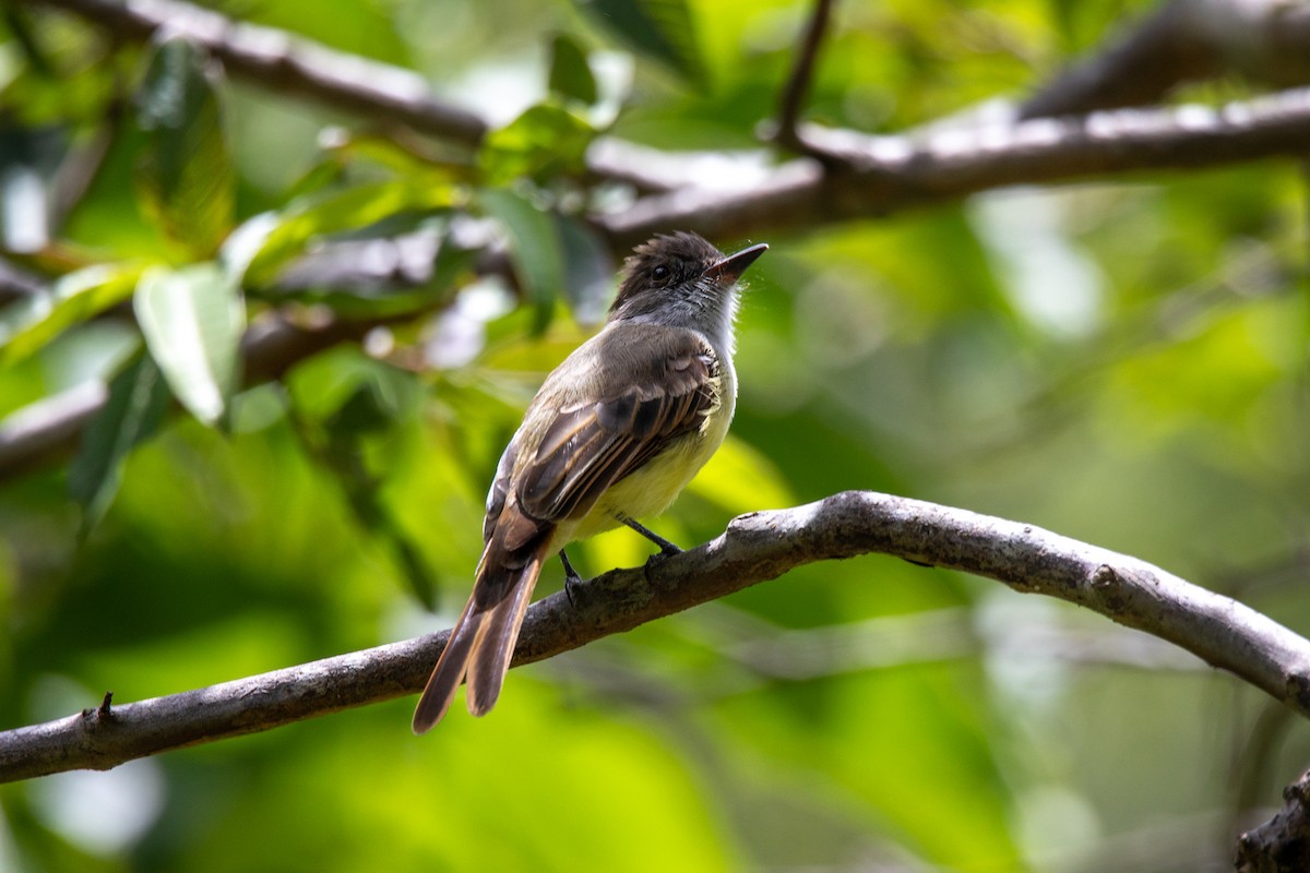 Dusky-capped Flycatcher - ML621506665