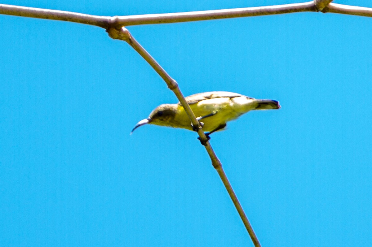 Palawan Sunbird - ML621506684