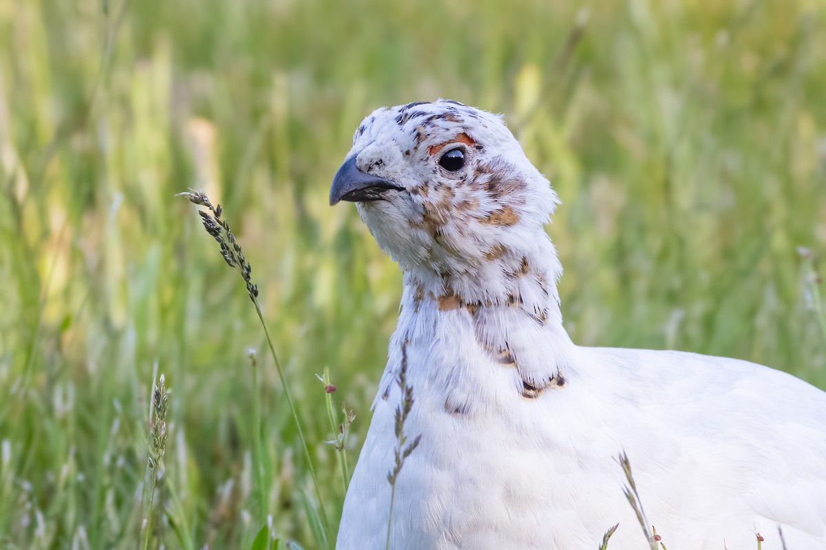 Willow Ptarmigan - Louis Bevier