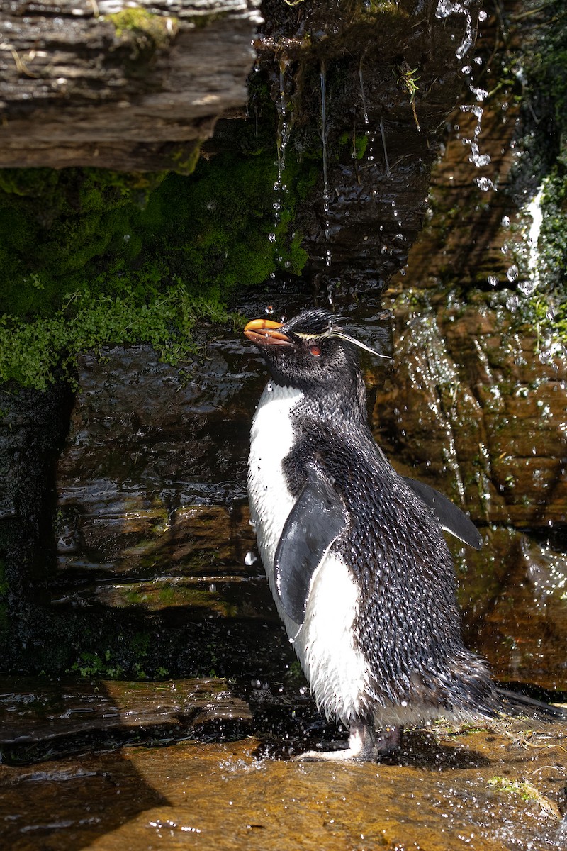 Southern Rockhopper Penguin - ML621506757