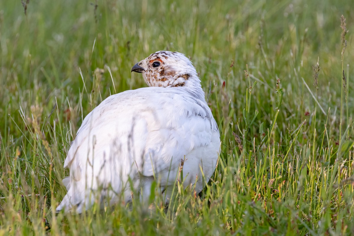 Willow Ptarmigan - ML621506768