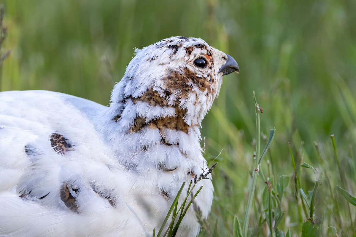 Willow Ptarmigan - ML621506769