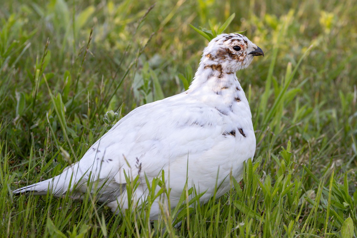 Willow Ptarmigan - Louis Bevier