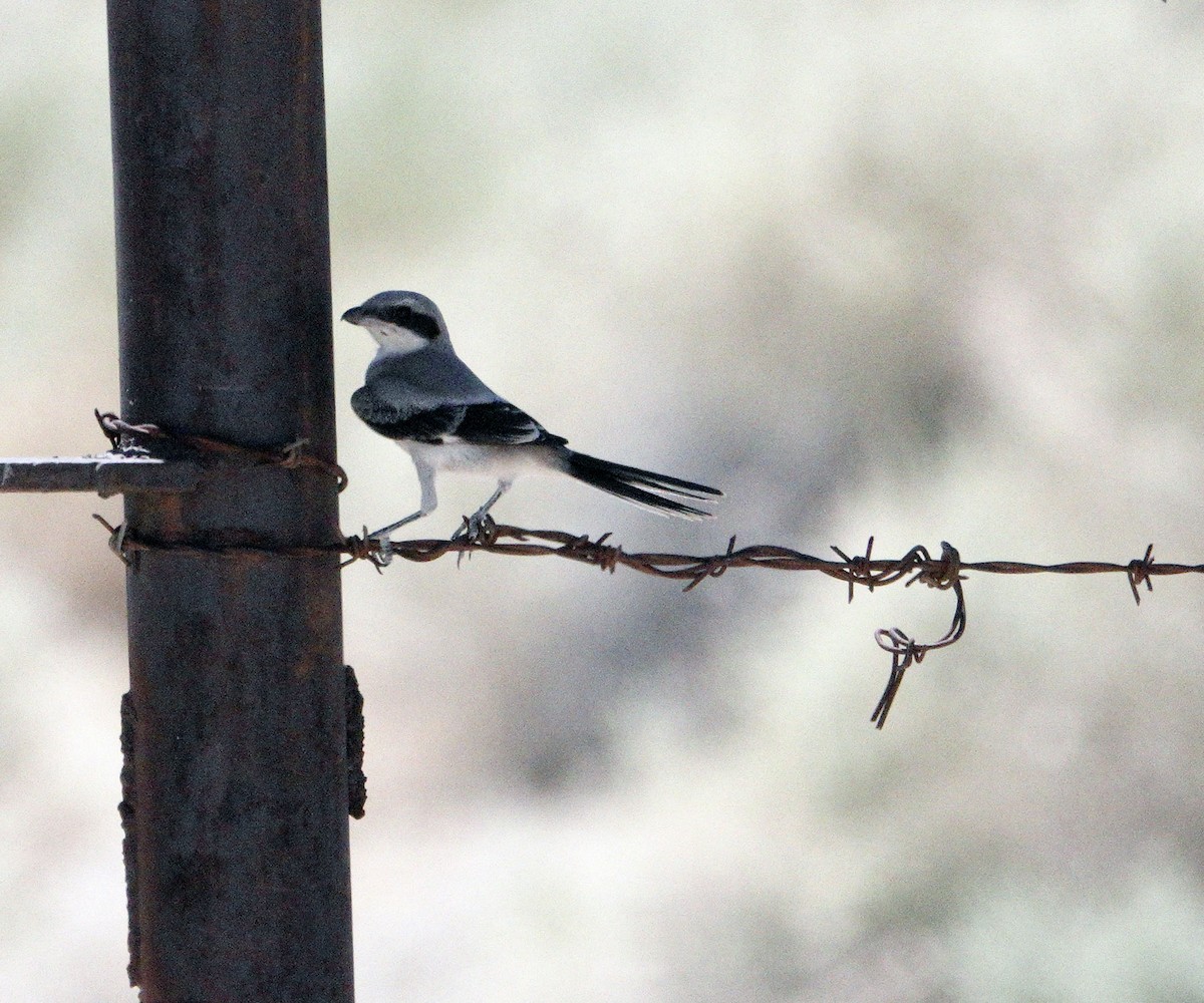 Loggerhead Shrike - ML621506820