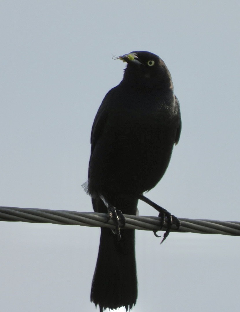 Brewer's Blackbird - ML621506878