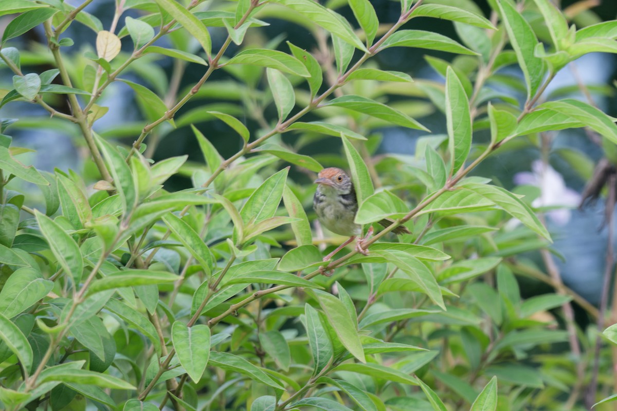 Common Tailorbird - ML621506981