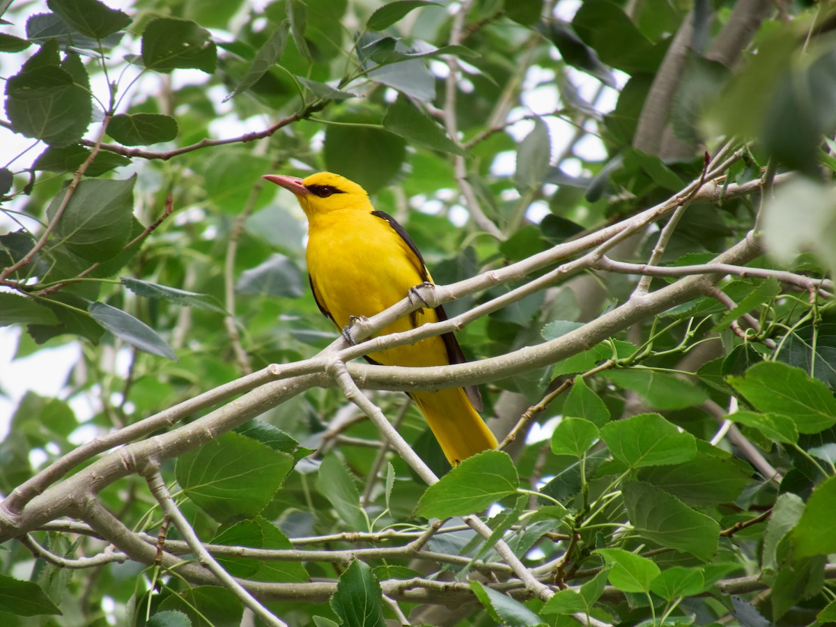 Indian Golden Oriole - ML621507005