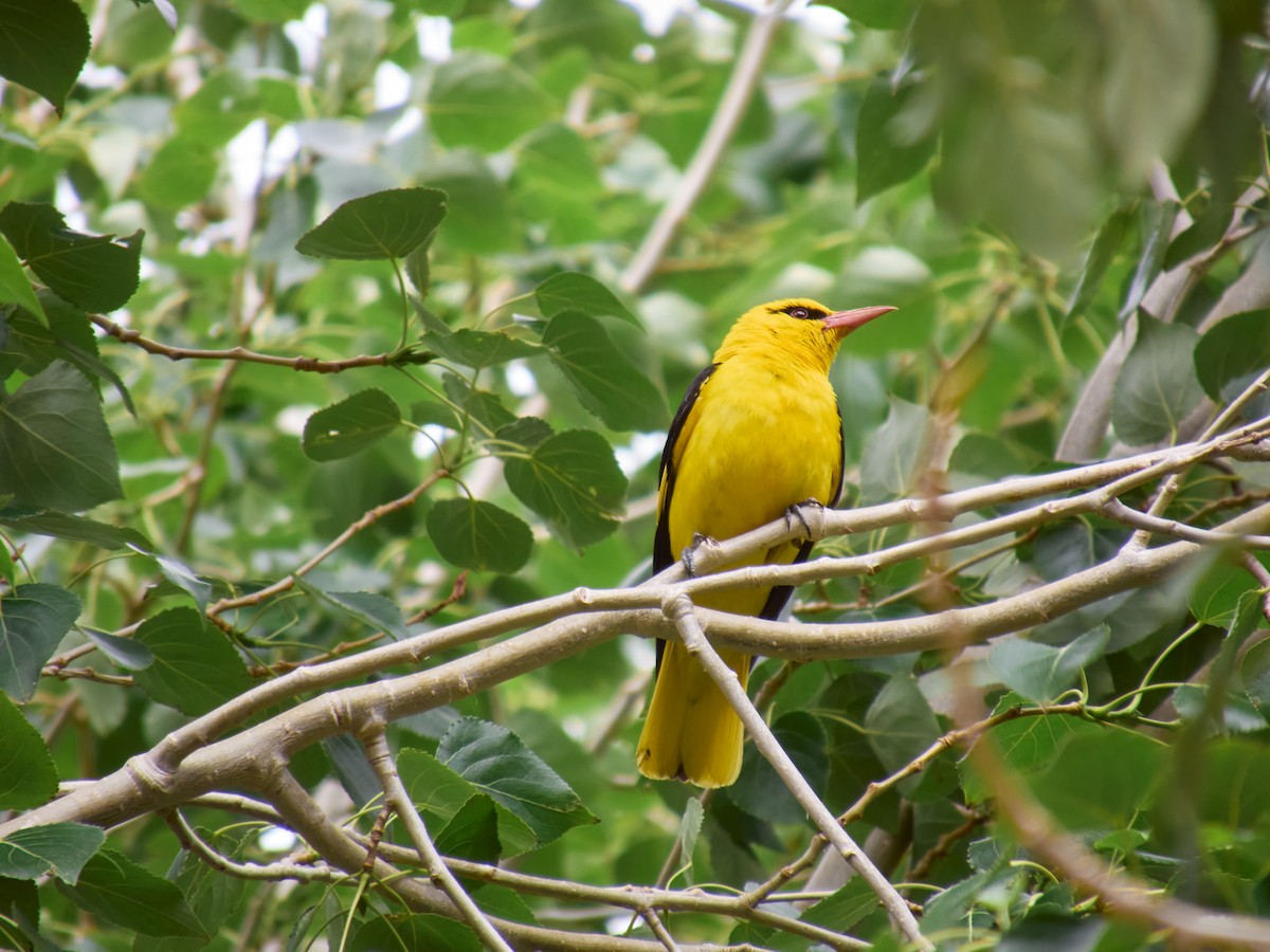 Indian Golden Oriole - ML621507006