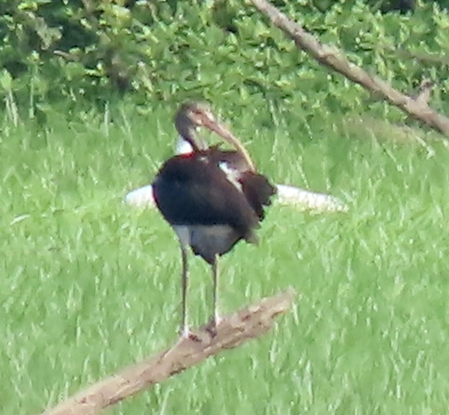 White Ibis - ML621507075