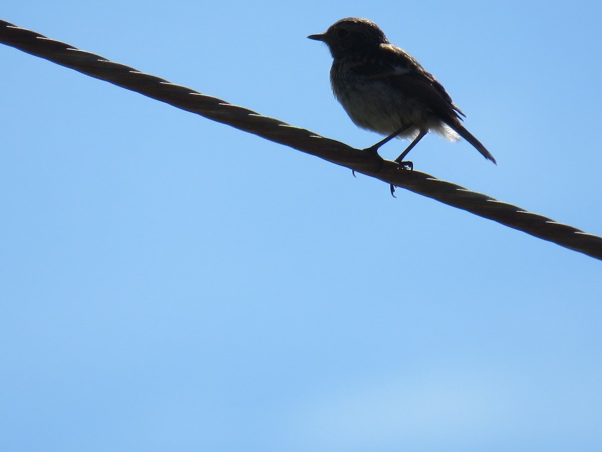 European Stonechat - ML621507095