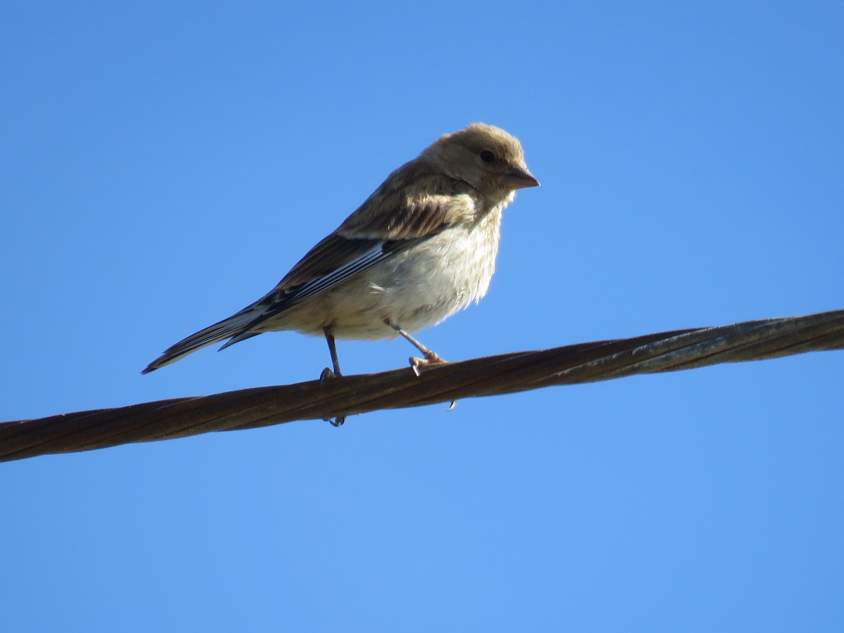 Eurasian Linnet - ML621507096