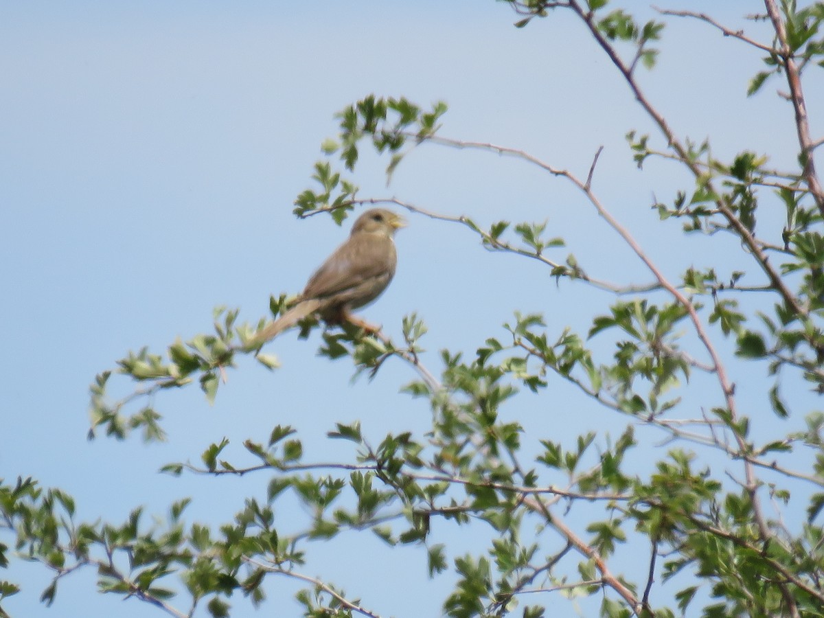 Corn Bunting - ML621507102