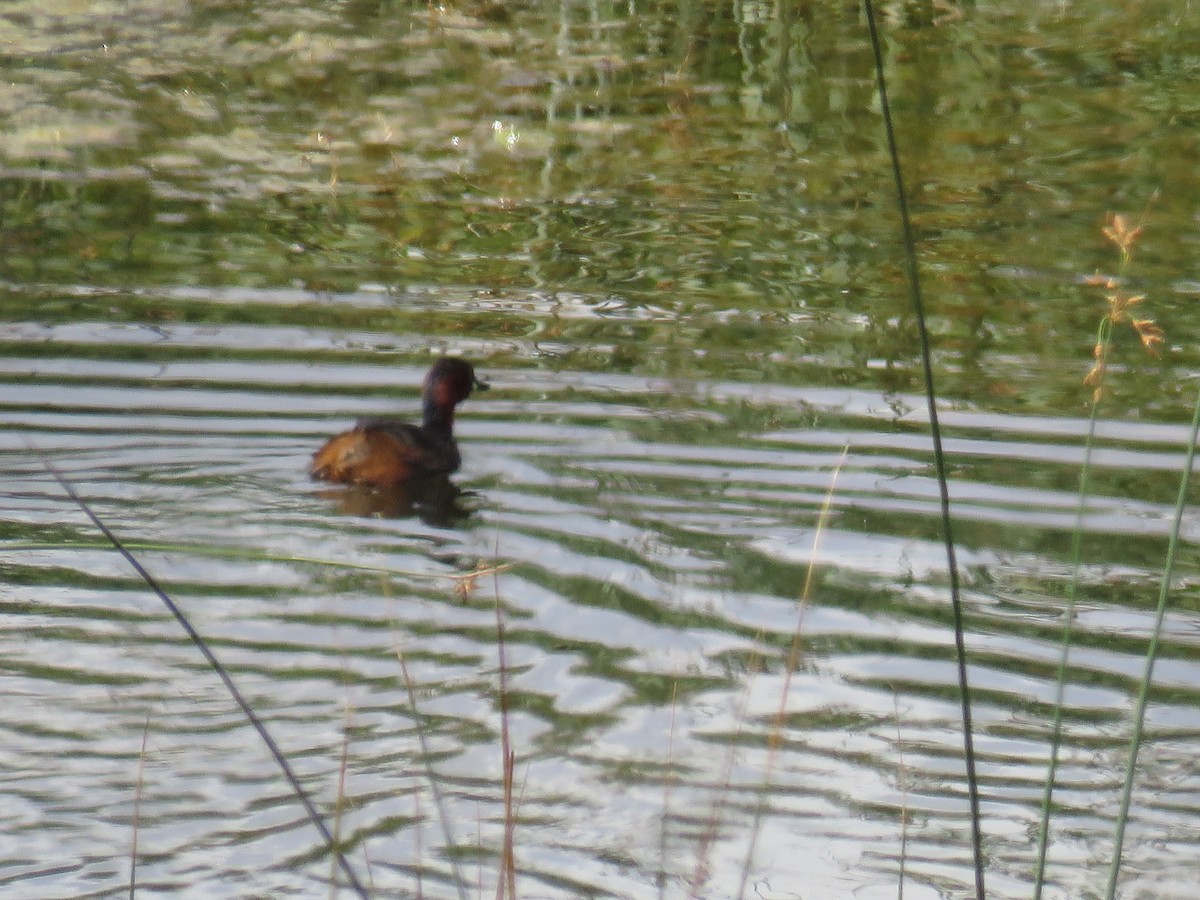 Little Grebe - ML621507105