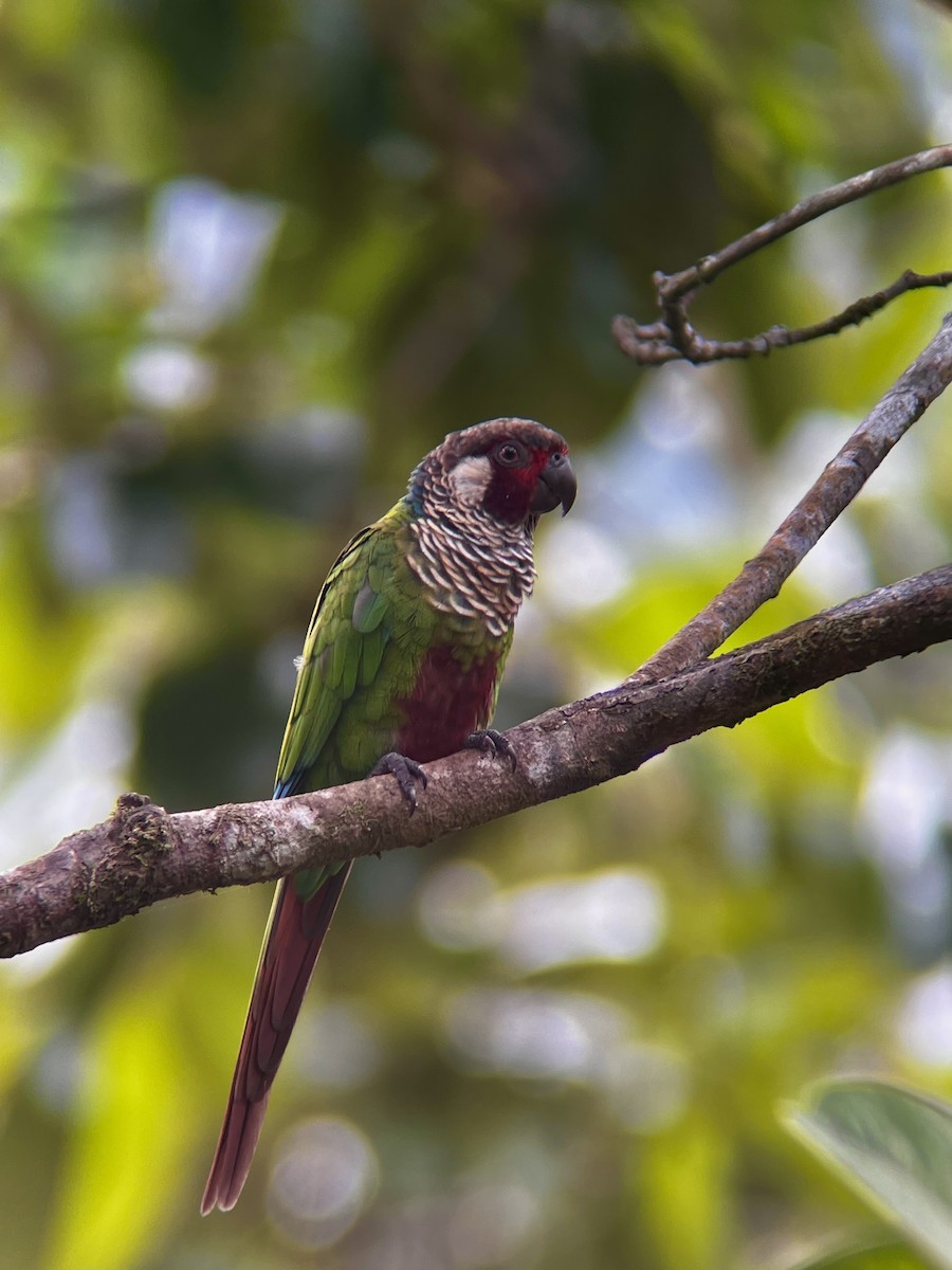 Painted Parakeet (Azuero) - ML621507107