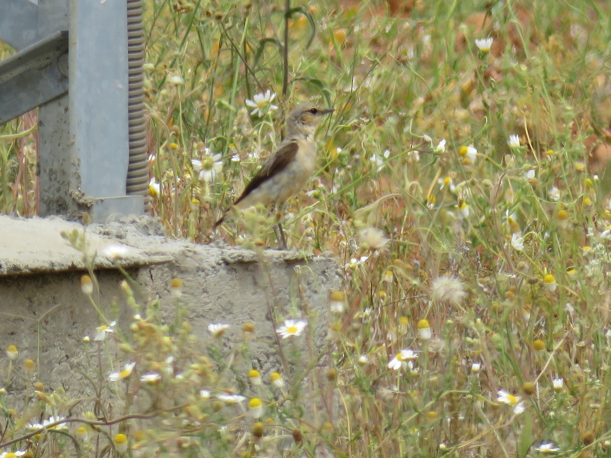 Northern Wheatear - ML621507118