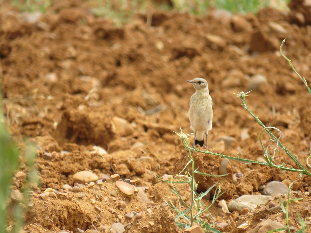 Northern Wheatear - ML621507119