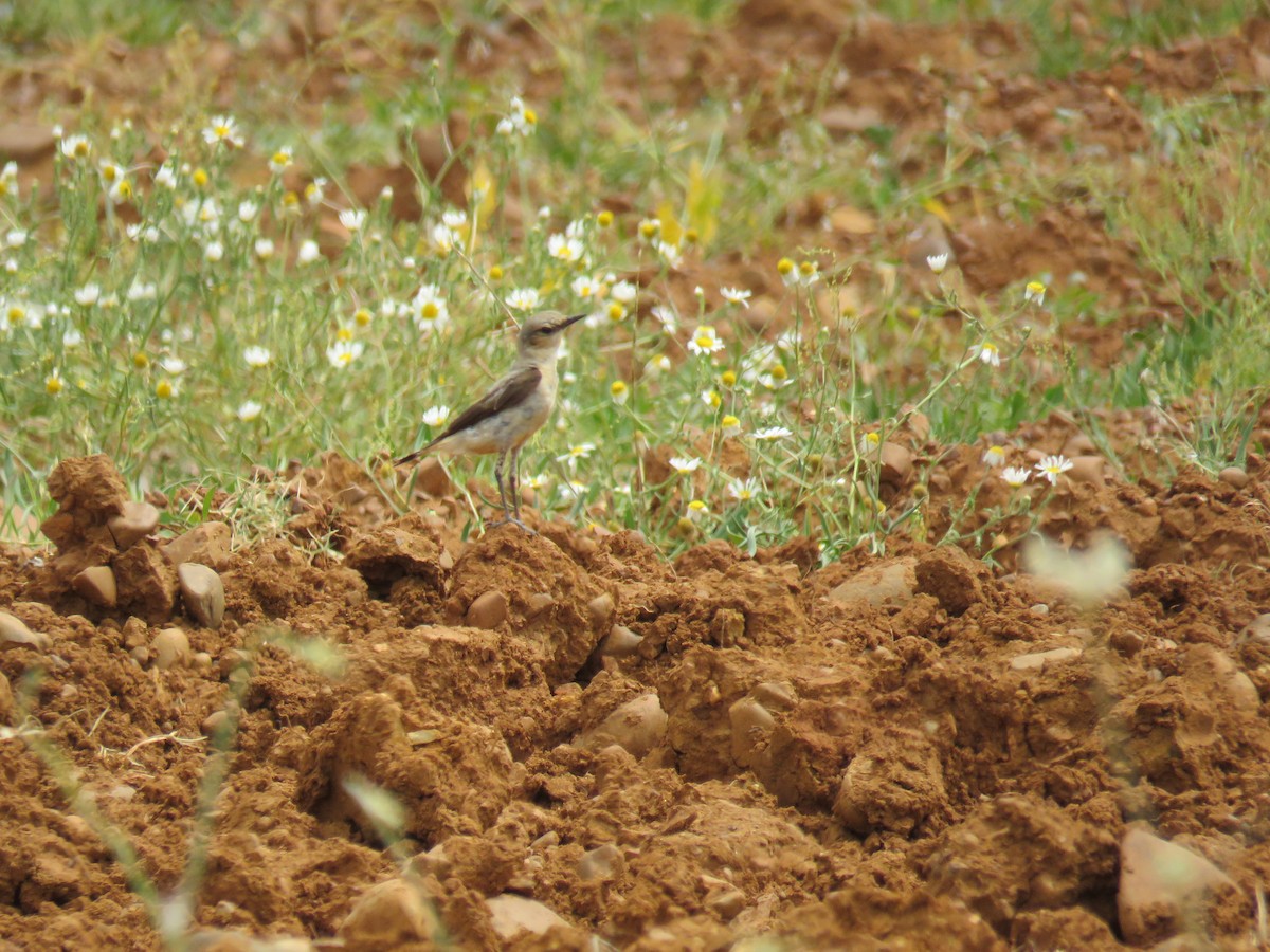 Northern Wheatear - ML621507120