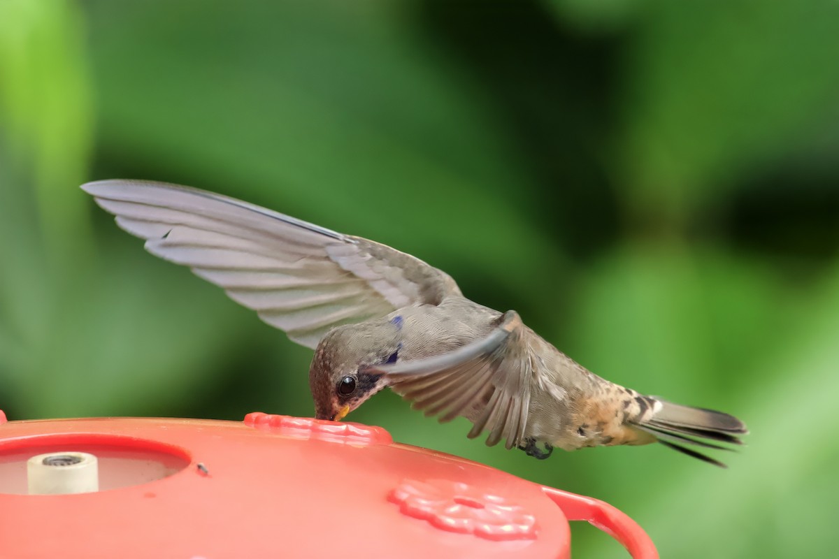 Brown Violetear - ML621507150