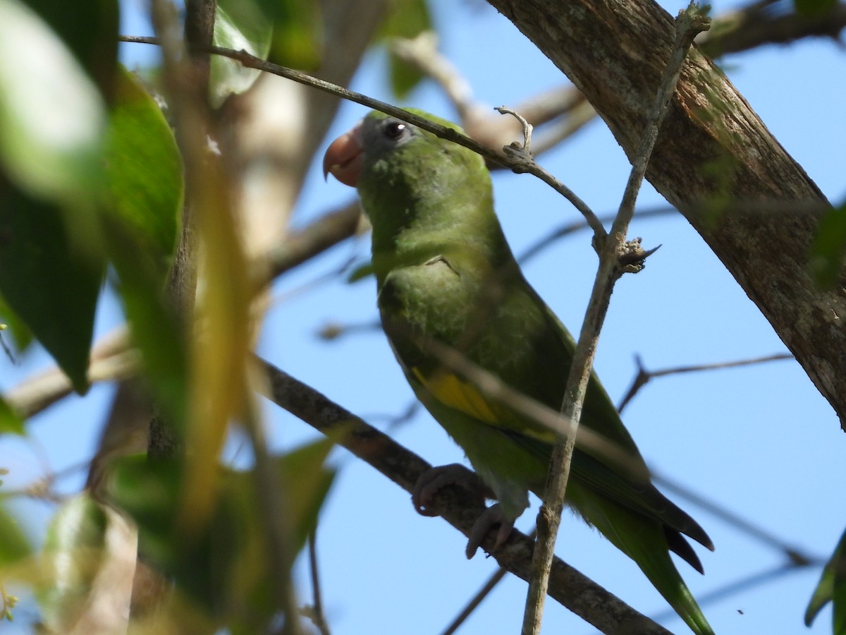 White-winged Parakeet - ML621507151