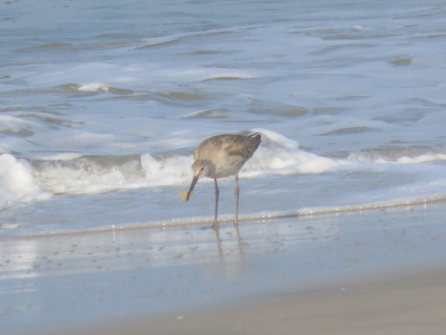 Willet - Ruth Bergstrom