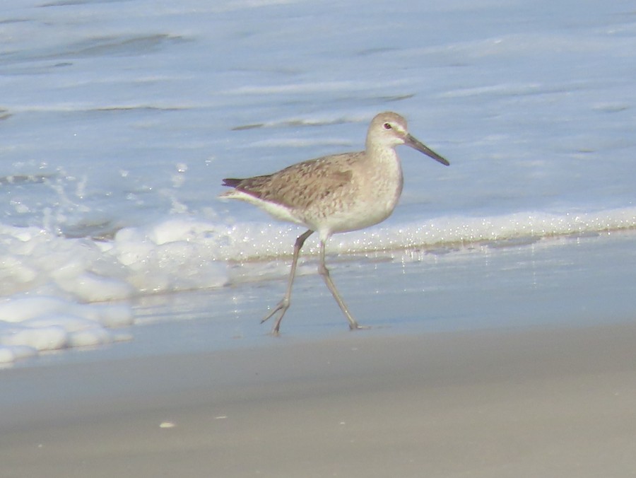 Willet - Ruth Bergstrom