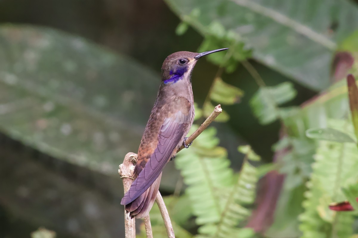 Brown Violetear - ML621507226