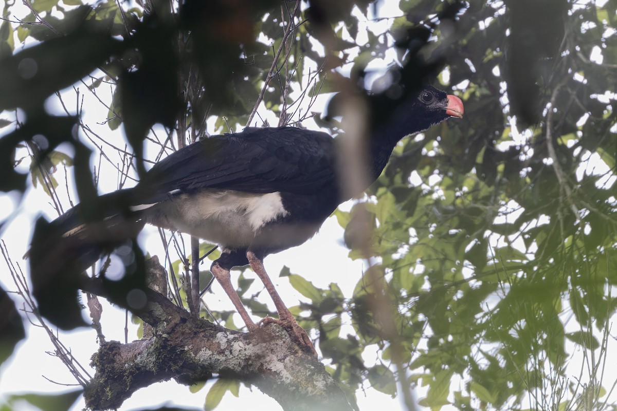 Salvin's Curassow - ML621507307