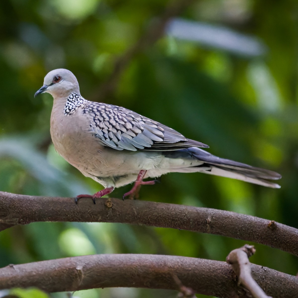 Spotted Dove - ML621507350