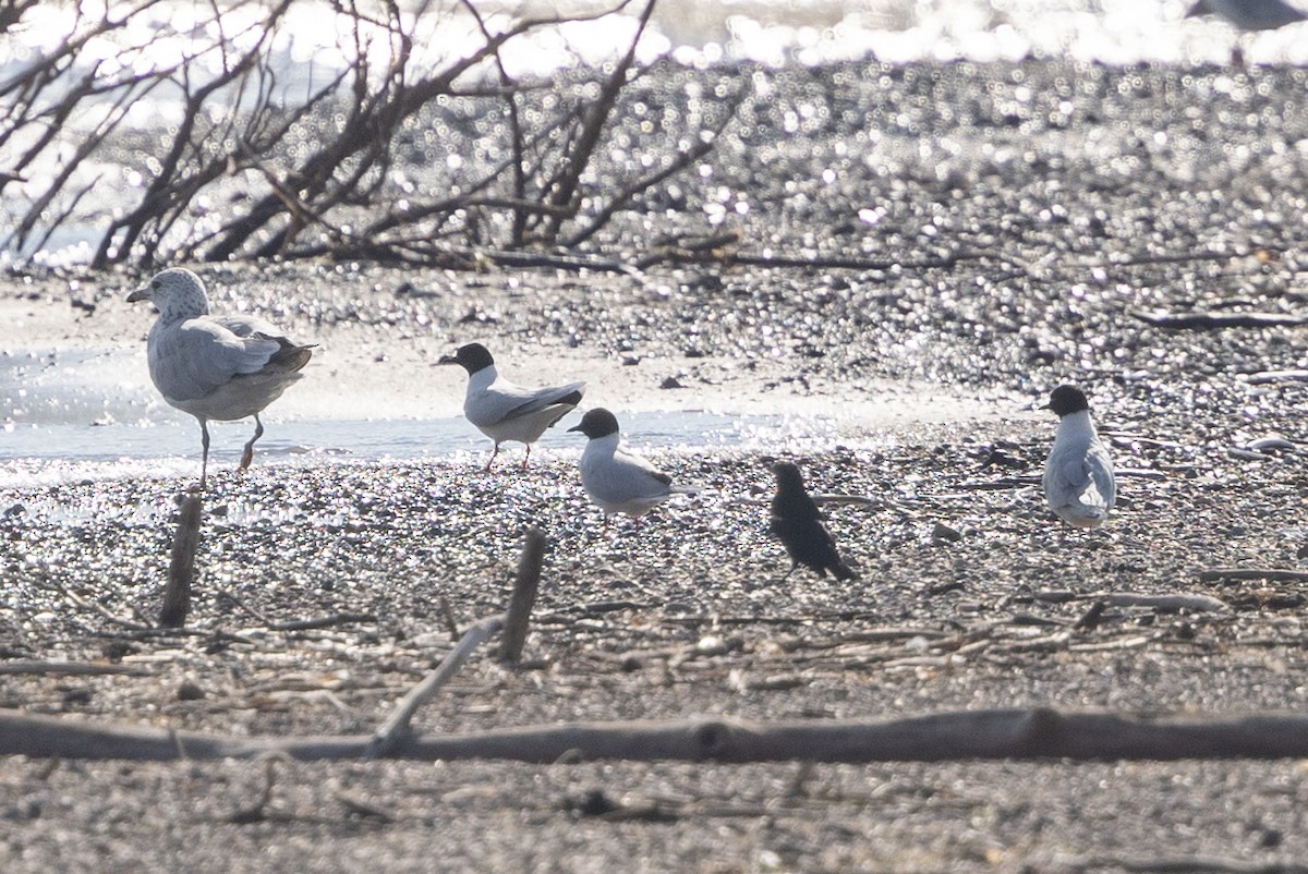 Little Gull - ML621507370