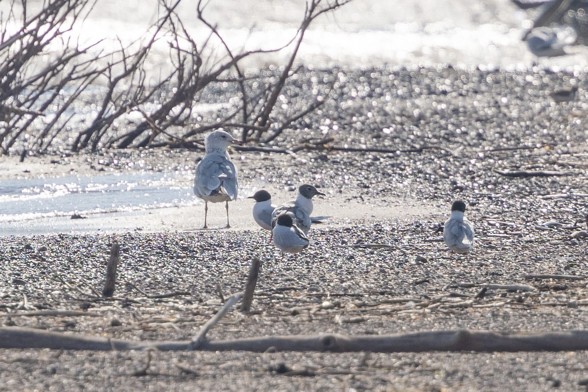 Little Gull - ML621507371