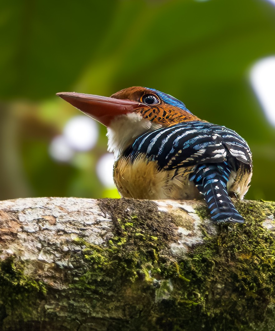 Banded Kingfisher - ML621507423