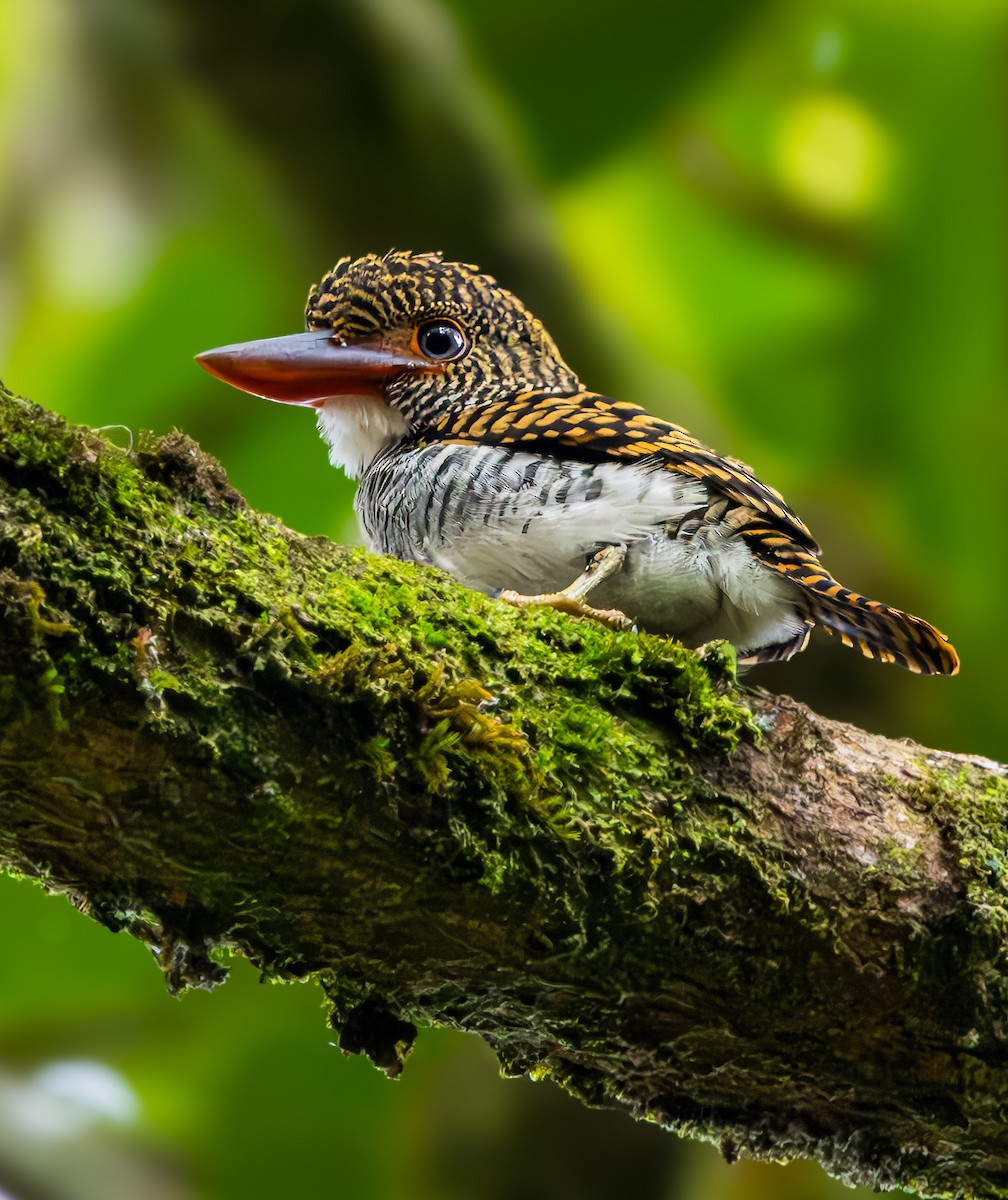 Banded Kingfisher - ML621507424