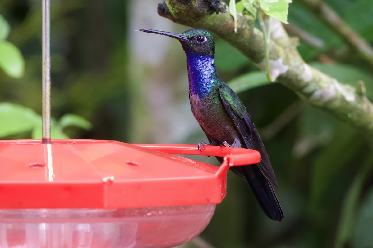 Colibrí del Napo - ML621507470