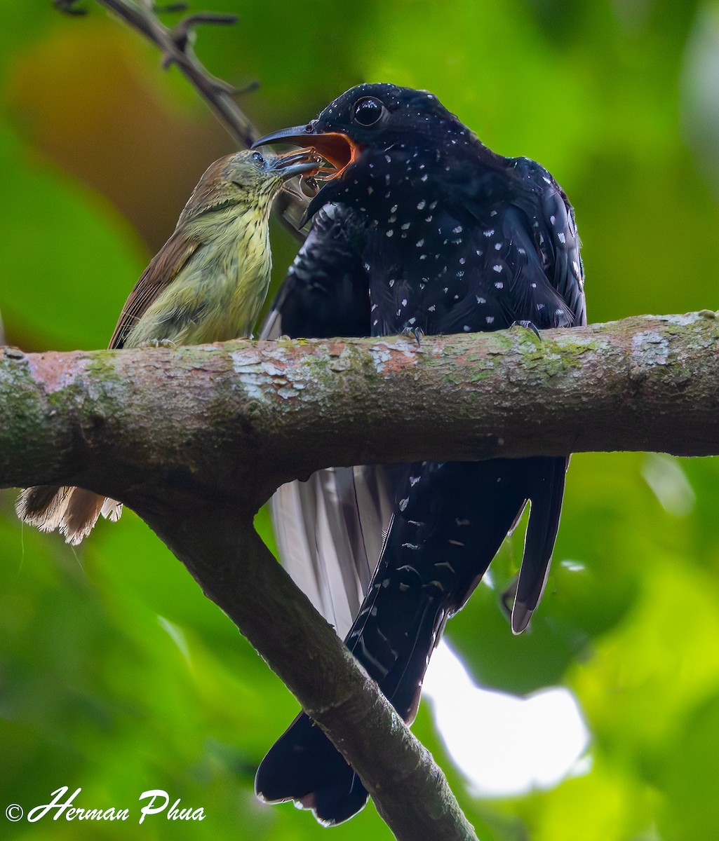 Square-tailed Drongo-Cuckoo - ML621507488