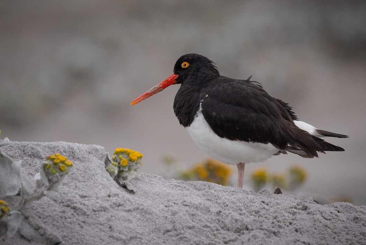 Magellanic Oystercatcher - Doris Gertler