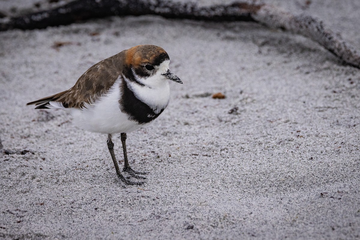 Two-banded Plover - Doris Gertler