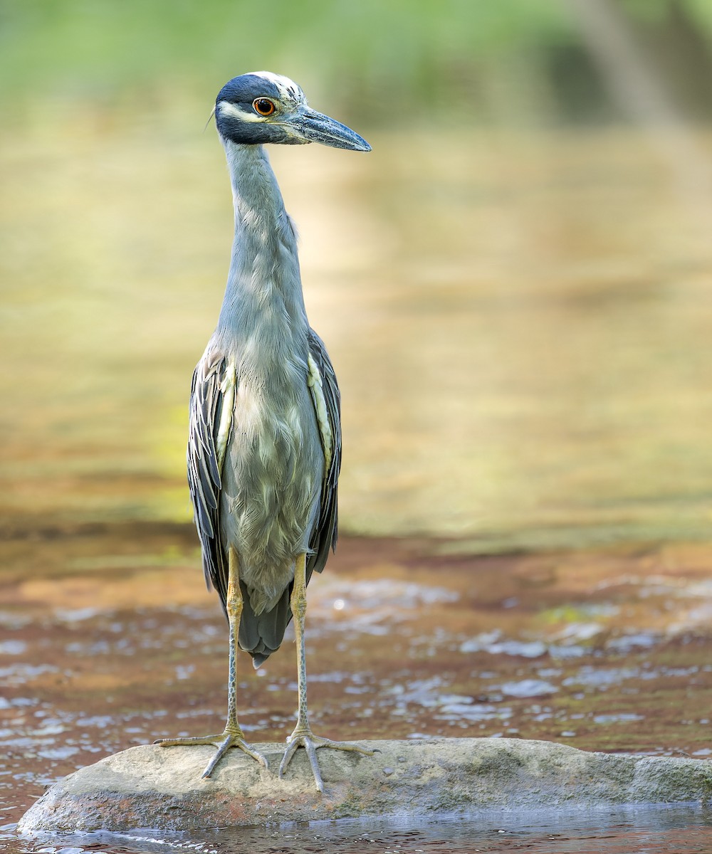 Yellow-crowned Night Heron (Yellow-crowned) - ML621507742