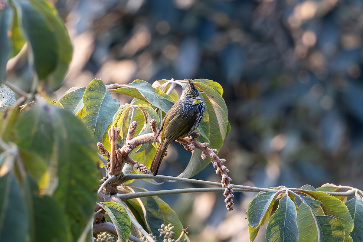 Striated Bulbul - ML621507795