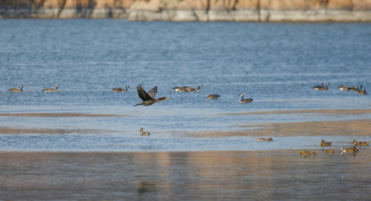 Double-crested Cormorant - ML621507808