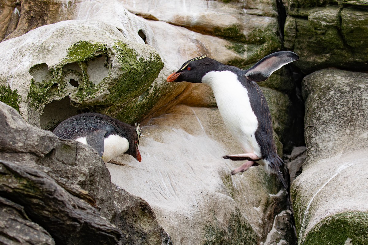 Southern Rockhopper Penguin - ML621507819